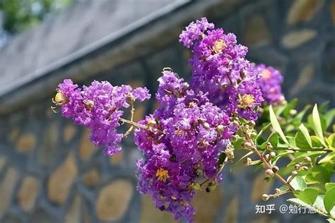 紫薇花种植|种植紫薇花的实用攻略有哪些？